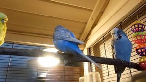 Выставочные волнистые попугаи "Чехи" Переезд Рикардо и Жаклин