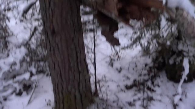 Охота на Куницу капканами. Сезон 20/21. смотреть онлайн