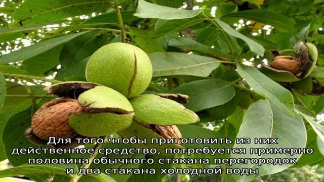 Грецкий орех и его лечебные свойства смотреть онлайн