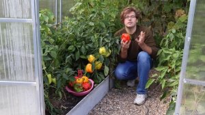 Обзор сортов сладкого перца, которые я вырастил в этом сезоне