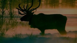 Увезу тебя я в тундру-Дмитрий Бондарь и группа Scary tales.