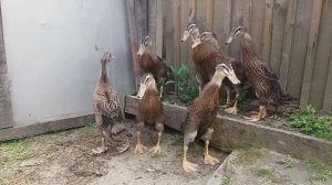 Вес утят породы "Индийский бегунок"  в 1 месяц