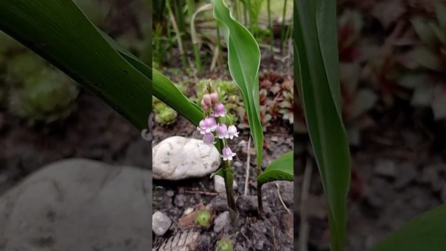 Вы видели,как цветёт розовый ландыш???Тогда любуйтесь-он невероятно нежный.?