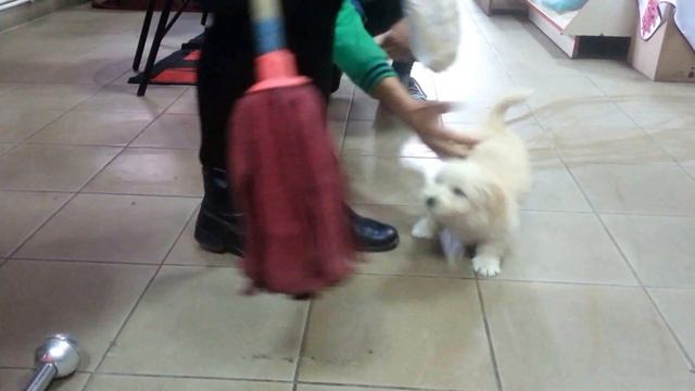 Плюшевая собачка смотреть онлайн