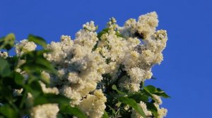 Белая сирень цветет весной. Цветение сирени | Футажи красивая природа [FullHD]