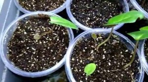 Сеянцы цикламенов после всходов на моем стеллаже