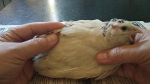 Совместное содержание разных пород перепёлок не допустимо.