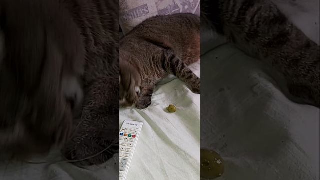 Оливка наркотическая смотреть онлайн