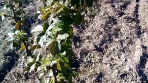 Ежевика 28 апреля, сорт Тройная Корона