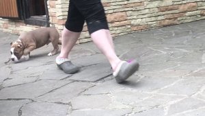 Щенок американского булли’ тип покет’ 2.1 месяца