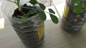 Моему арахису один месяц, появились цветы!