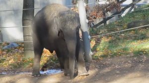 Как какал слон