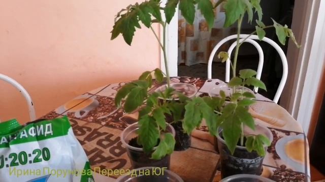 Подкормка для рассады, особенности посадки базилика. смотреть онлайн