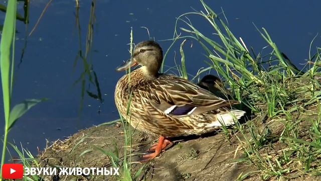 КАК КРЯКАЮТ УТКИ ЗВУКИ УТОК УТЯТА КРЯ КРЯ УТКИ КРЯКАЮТ смотреть онлайн