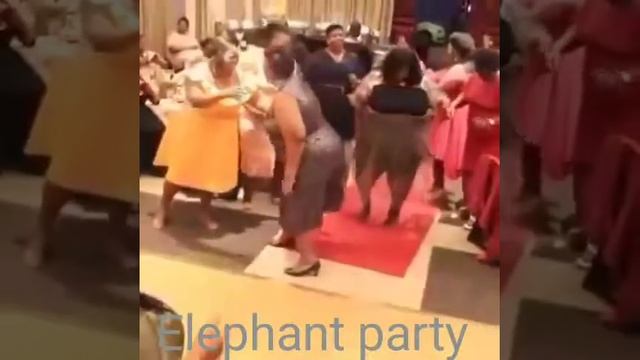 Темнокожие пышки на танцах