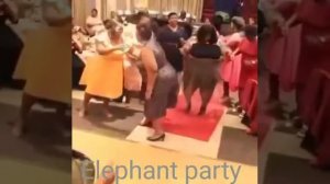 Темнокожие пышки на танцах