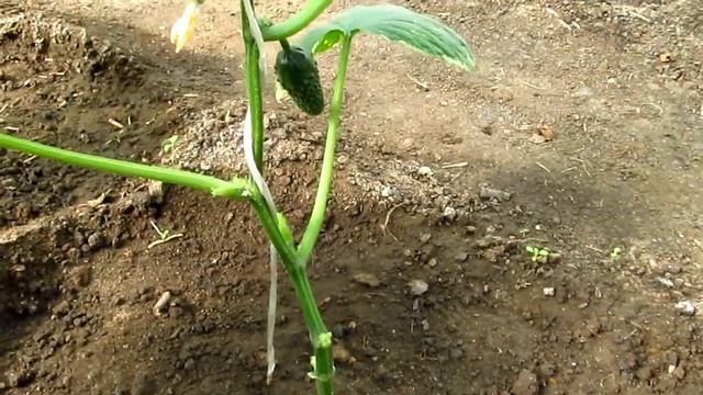 Огурец "Бьерн F1" в начале плодоношение/45 дней после всходов. смотреть онлайн