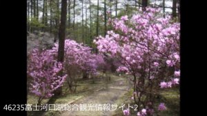 ミツバツヅジの仲間（三葉躑躅）　検索散歩　植物図鑑