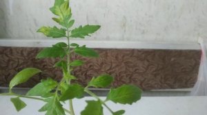 Почему на листьях томатов жёлтые пятна?Хлороз  листьев томатов и его причины.