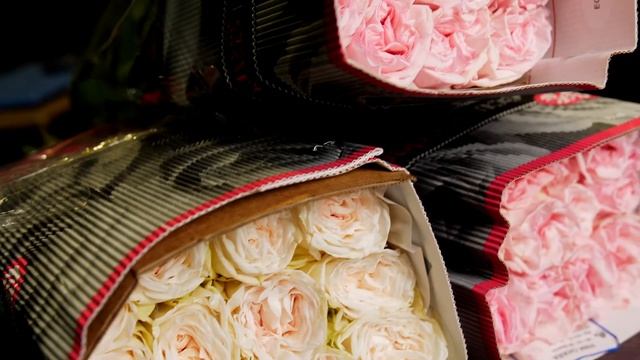 GFG | ЦВЕТЫ ОПТОМ.Роза White O’Hara и Pink O’Hara, плантация Boutique Flowers, Эквадор. смотреть онлайн