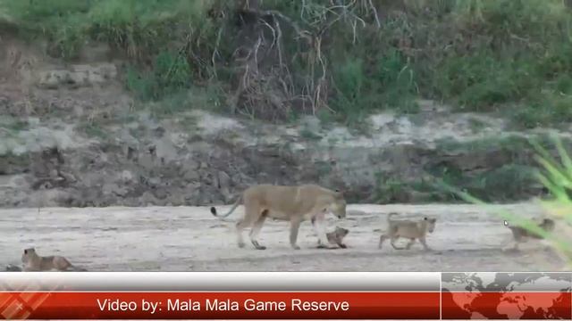 ЛЬВИЦЫ ИГРАЮТ С ЛЬВЯТАМИ. Заповедник Мала Мала, ЮАР смотреть онлайн