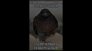 нарезка приколы картинки 2017
