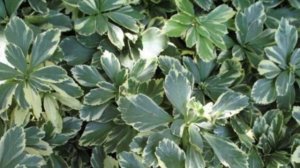 Что посадить в тени? | Растения для тени | Теневыносливые растения | Теневой цветник