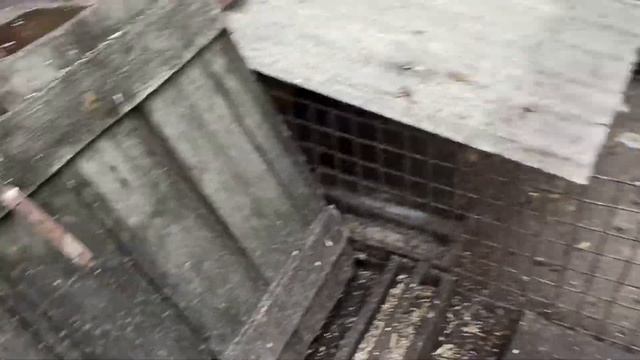 Мускусные утки, индоутки, утки шипуны(на продажу) смотреть онлайн