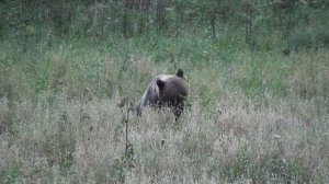 Медведь на овсах "Беркут-С"