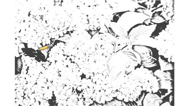 Auto Draw 2: Blue Hydrangeas смотреть онлайн