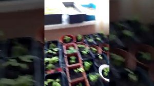 Защита рассады от кошек парниковой пленкой.