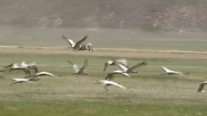 Песни для детей. С. Апасова "Улетают журавли"