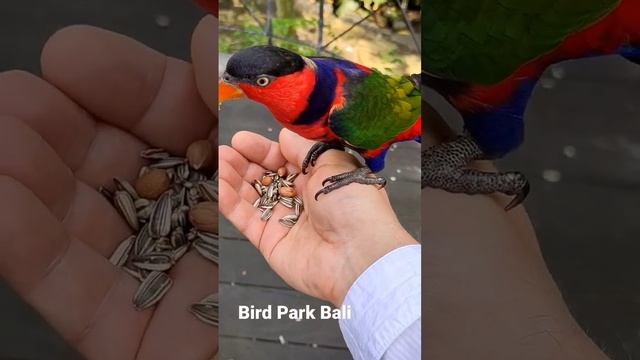 Bird Park Bali Indonesia кормление в парке птиц на острове Бали