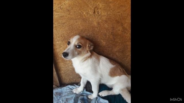 Собачки из приюта