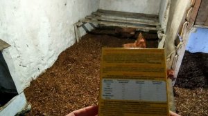 ?? ? ??ФЕРМЕНТАЦИОННАЯ ТЕПЛАЯ ПОДСТИЛКА ДЛЯ КУР. РАБОТАЕТ ЛИ? 2 этап