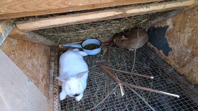 Не было 8 дней потерял уток, что с кроликами? птичий двор смотреть онлайн