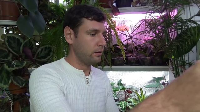 Обзор покупок на Чатучак . Как провозил растения через границу. смотреть онлайн