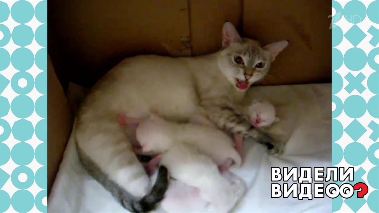 Помурчим? Видели видео? Фрагмент выпуска от 22.12.2019