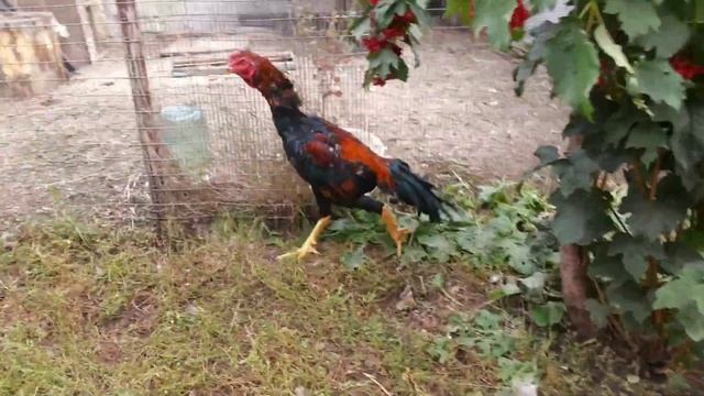 петух шамо / shamo смотреть онлайн