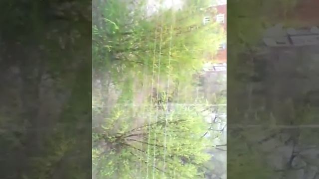 Ливень в Астраханской области. смотреть онлайн