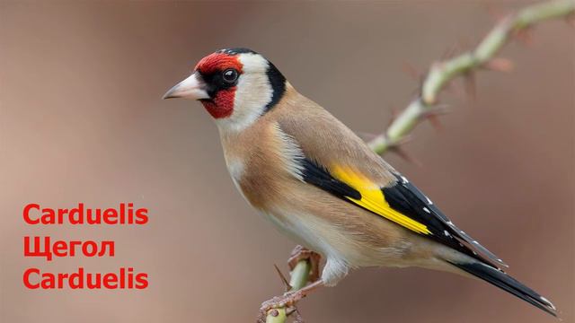 Неподражаемые голоса диких птиц. (Дача ТВ) смотреть онлайн