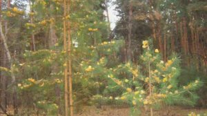 Рудня. Волгоградская область. Жирновский форум ЖИРАФ