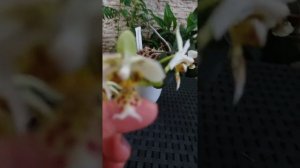 Orkidea  phalaenopsis Stuartiana Sogo botanika