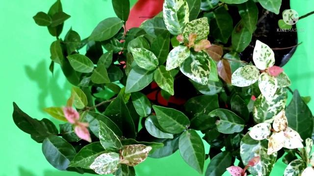 HOW TO GROW, CARE & PROPAGATE ASIATIC JASMINE || SNOW IN SUMMER/TRACHELOSPERMUM ASIATICUM TRICOLOR смотреть онлайн