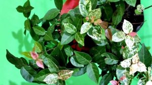 HOW TO GROW, CARE & PROPAGATE ASIATIC JASMINE  || SNOW IN SUMMER/TRACHELOSPERMUM ASIATICUM TRICOLOR