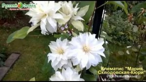 Клематис Мария Склодовская Кюри Русский Огород
