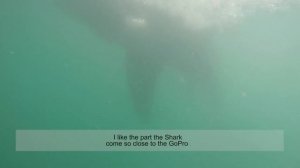 How to take Video of the Great White Shark Underwater