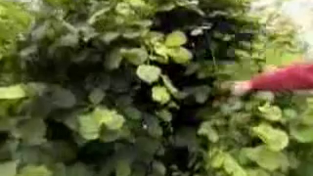 Живой дом из растущих деревьев смотреть онлайн