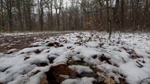 Первый снег Утренняя ходьба и прогулка по зимнему лесу