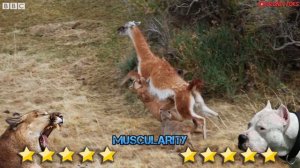 Аргентинский Дог Против Горного Льва Пумы! - Сравнение Дрессированной Дога И Пумы!